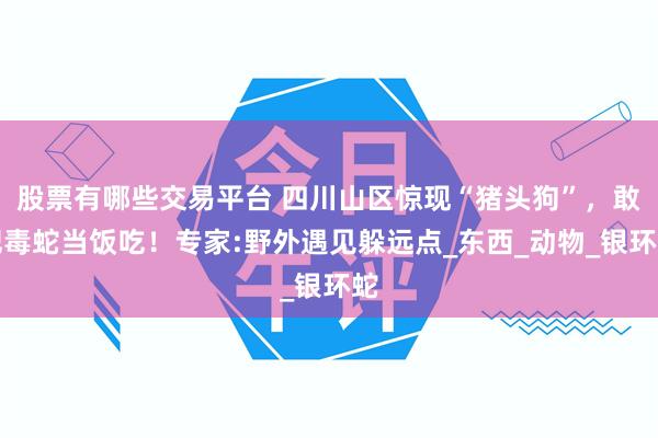 股票有哪些交易平台 四川山区惊现“猪头狗”，敢把毒蛇当饭吃！专家:野外遇见躲远点_东西_动物_银环蛇